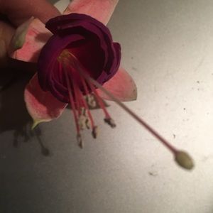 Meet your Posher, Kelli